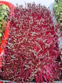 Červený amarant microgreens - 3.den po odkrytí